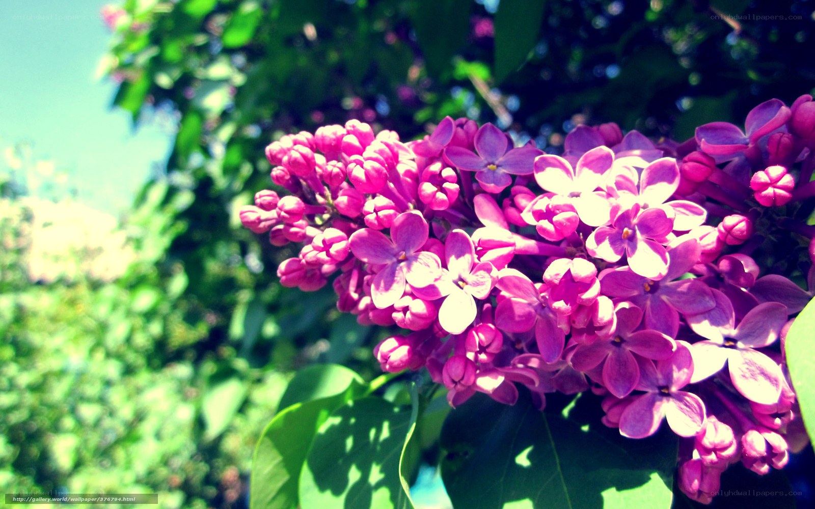 Purple lilac flowers in sunlight