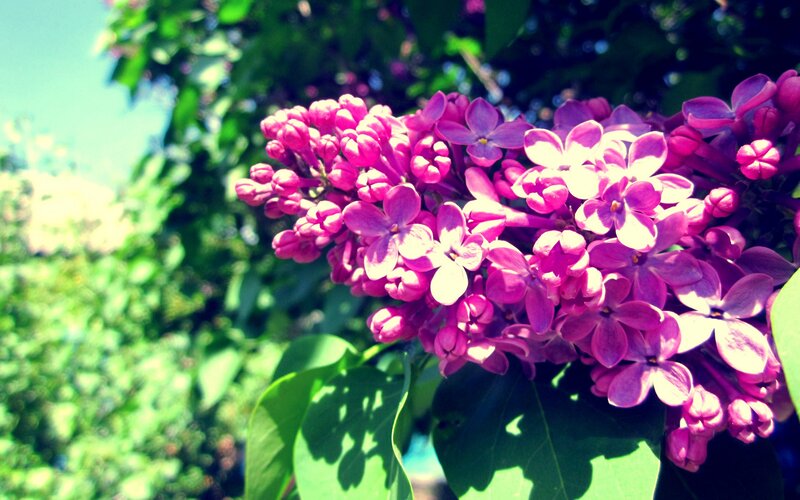 purple lilac flowers in sunlight