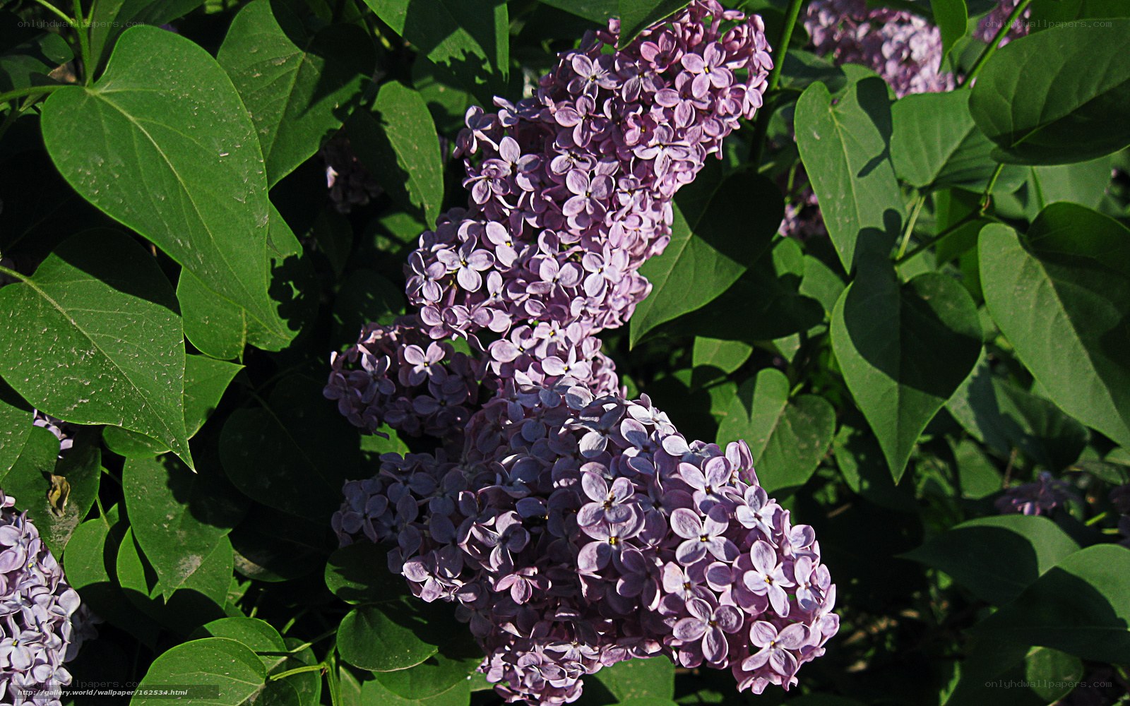 purple lilac flowers in sunlight