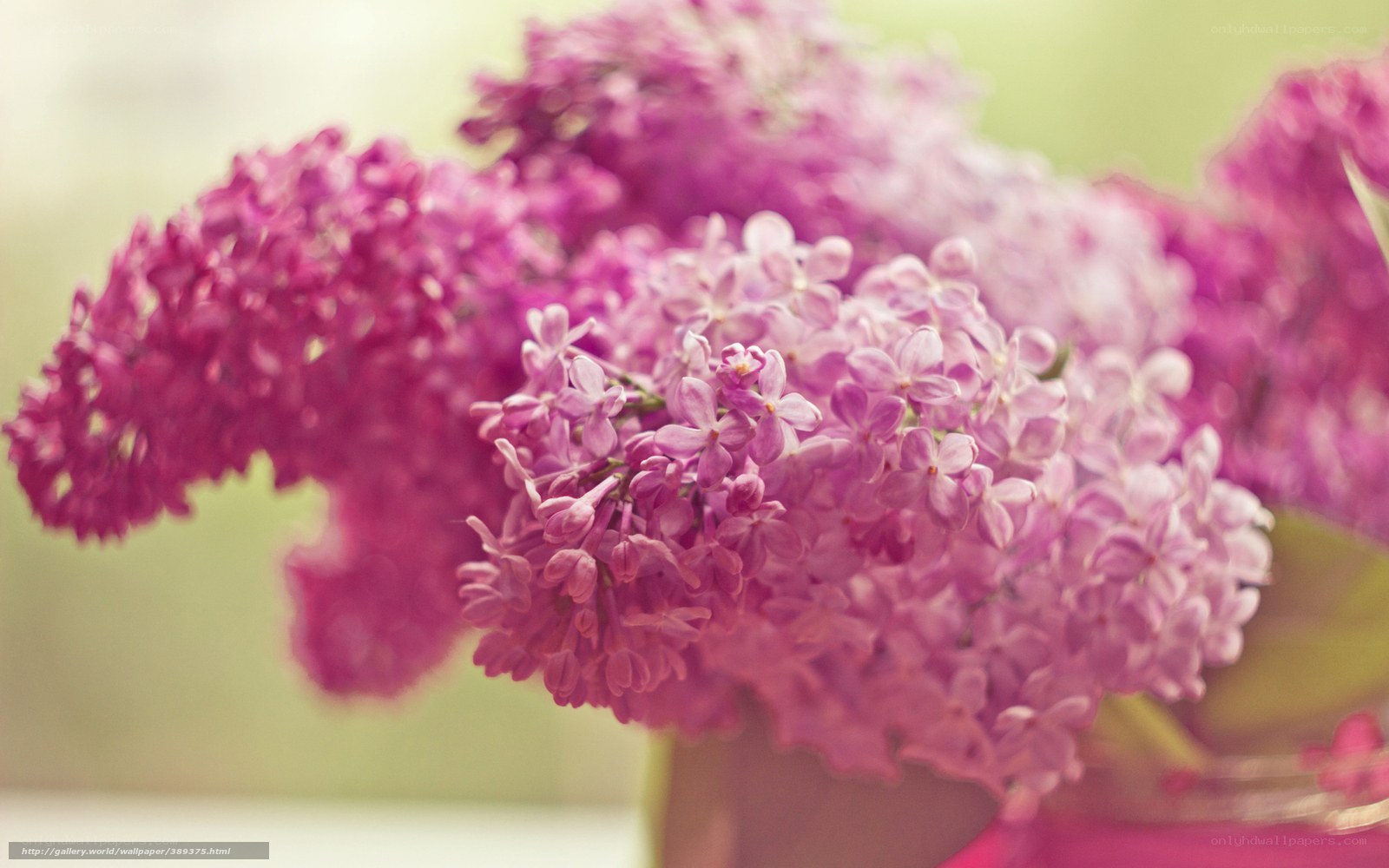 purple lilac flowers in vase