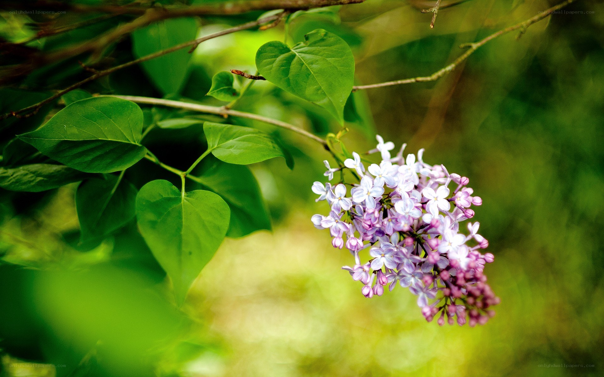 purple lilac flowers on a branch