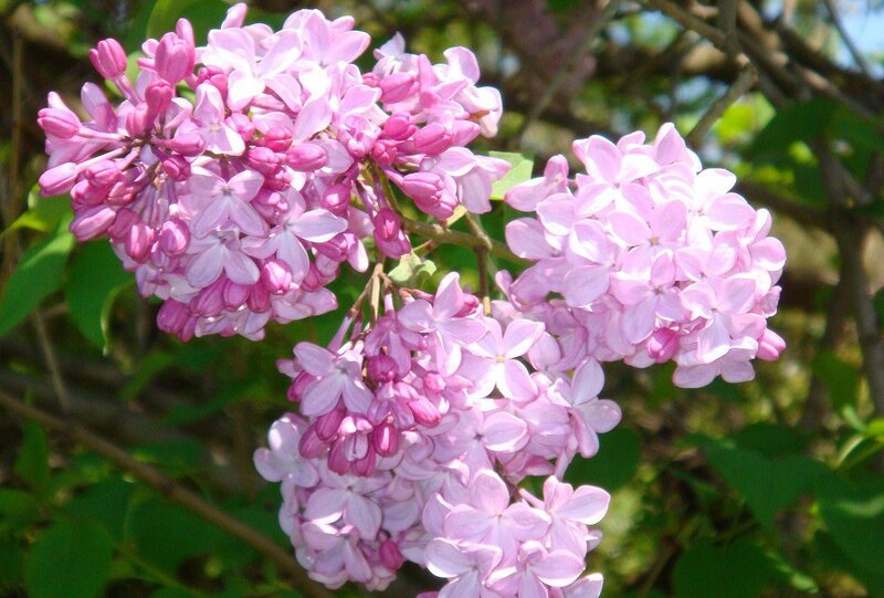 Purple Lilac Flowers — Pink, Calm, Spring