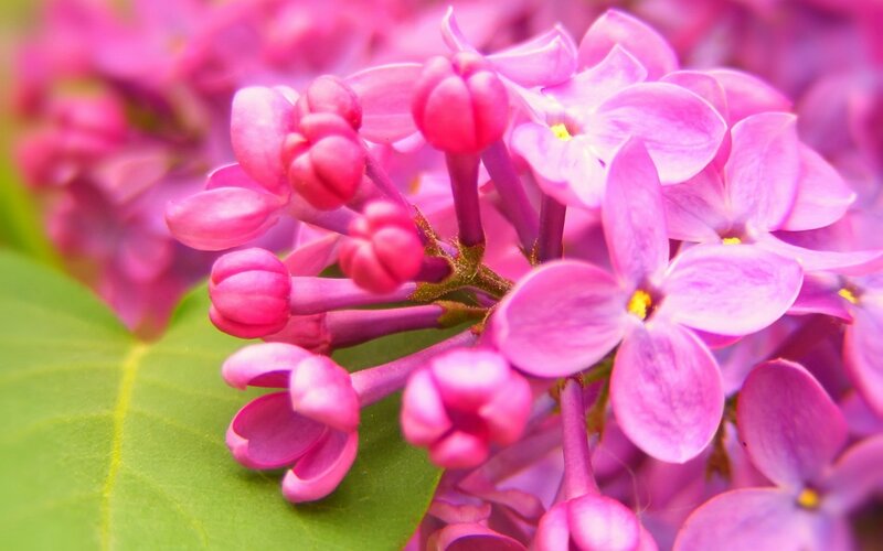 Purple Lilac Flowers — Pink, Calm