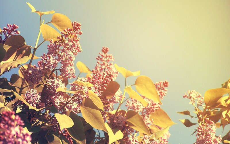 Purple Lilac Flowers — Pink, Serene, Afternoon