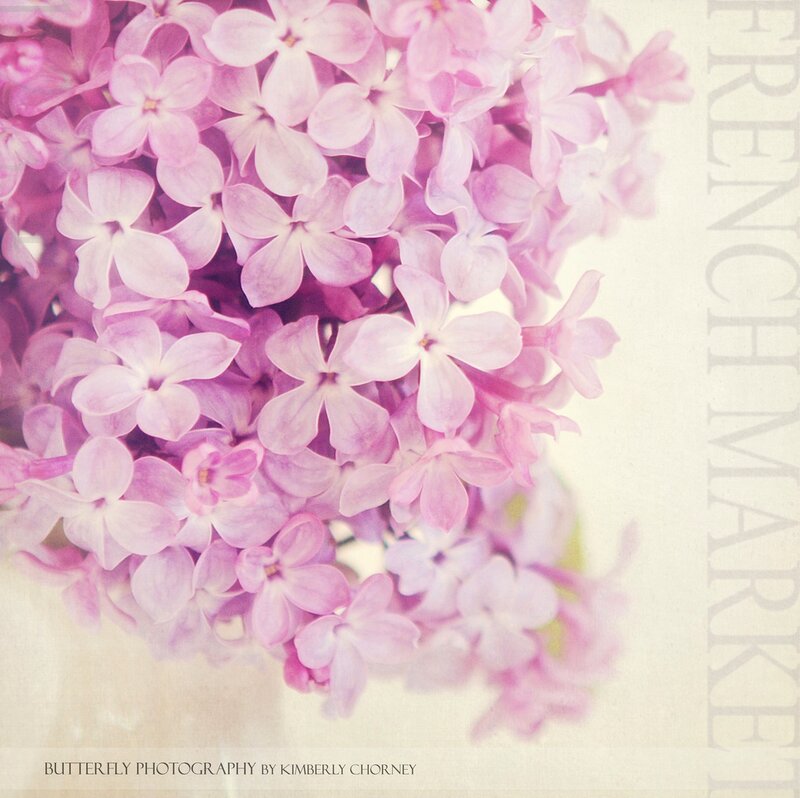 Purple Lilac Flowers — Pink, Serene, Spring