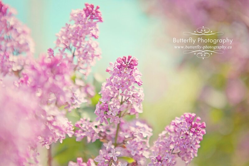 Purple Lilac Flowers — Pink, Serene