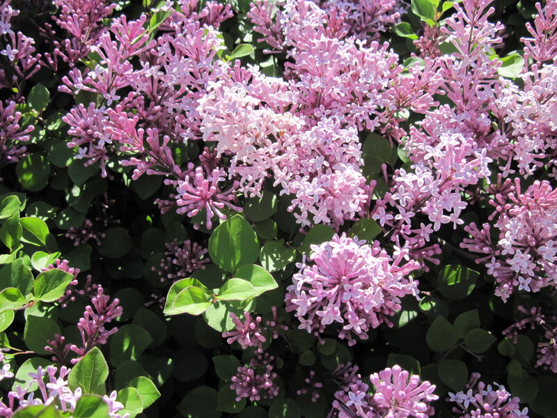 Purple Lilac Flowers — Pink