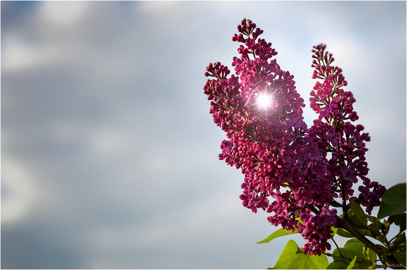 Purple Lilac Flowers — Serene, Afternoon, Photograph, Sun