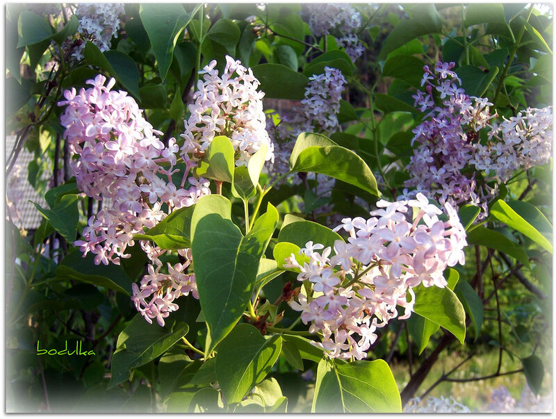 Purple Lilac Flowers — Serene, Afternoon, Photograph