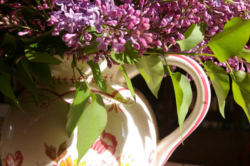 Purple Lilac Flowers — Serene, Afternoon