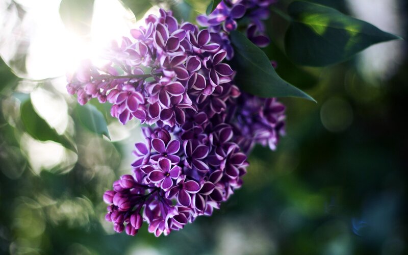 Purple Lilac Flowers — Serene, Morning, Photograph, Sunlight