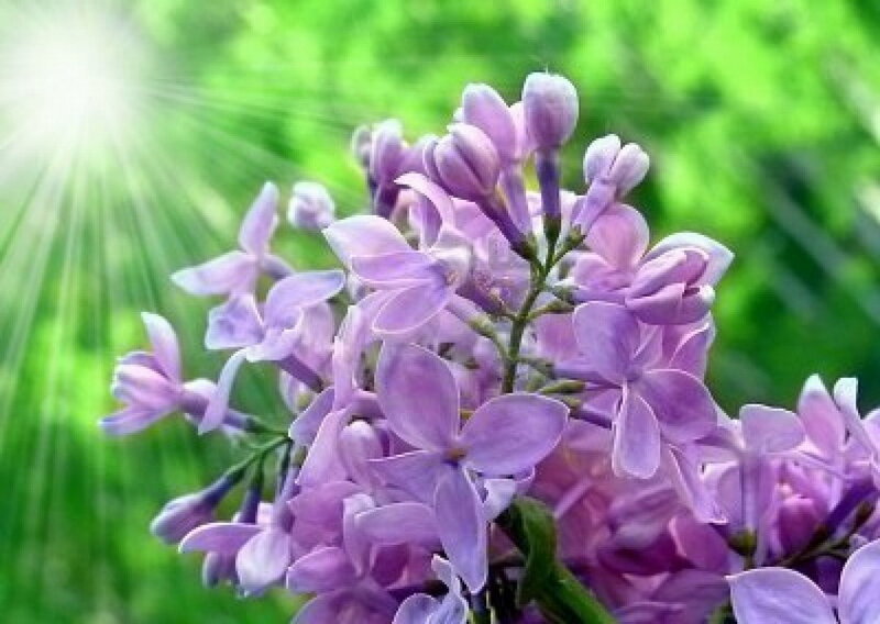 Purple Lilac Flowers — Serene, Morning, Photograph