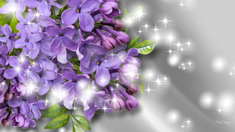 Purple Lilac Flowers — Serene, Photograph