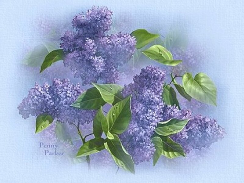 Purple Lilac Flowers — Serene, Spring, Illustration