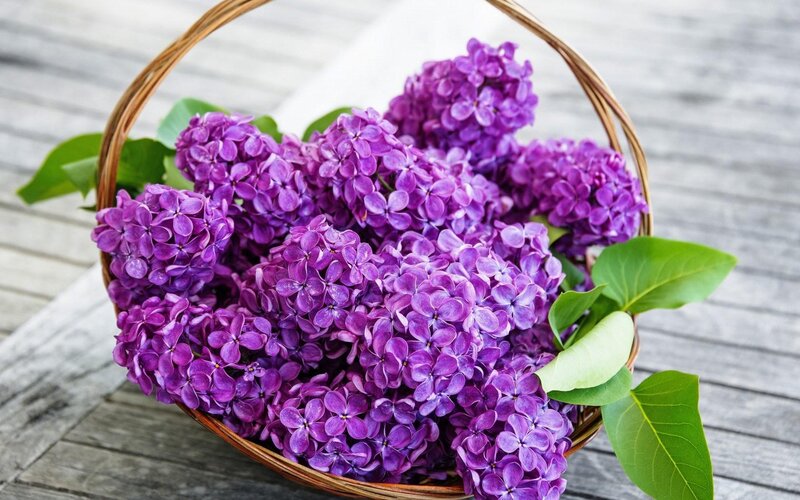 Purple Lilac Flowers — Serene, Spring, Photograph, Basket, Leaves