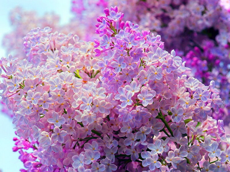 Purple Lilac Flowers — Serene, Spring, Photograph, Bloom, Sky