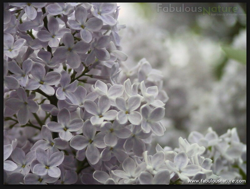 Purple Lilac Flowers — Serene, Spring, Photograph, Bloom, Stem
