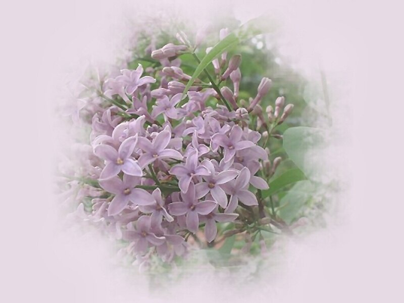 Purple Lilac Flowers — Serene, Spring, Photograph, Bloom