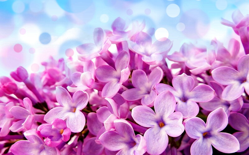 Purple Lilac Flowers — Serene, Spring, Photograph, Blossoms, Blue Sky