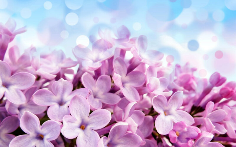 Purple Lilac Flowers — Serene, Spring, Photograph, Blossoms, Bokeh