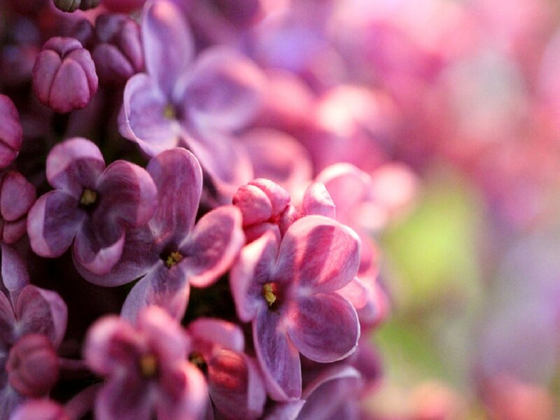 Purple Lilac Flowers — Serene, Spring, Photograph, Blossoms, Petals
