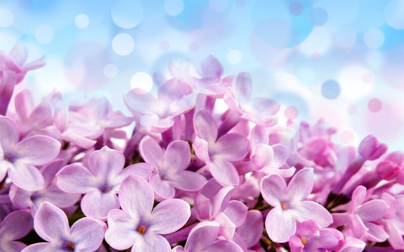 Purple Lilac Flowers — Serene, Spring, Photograph, Bokeh