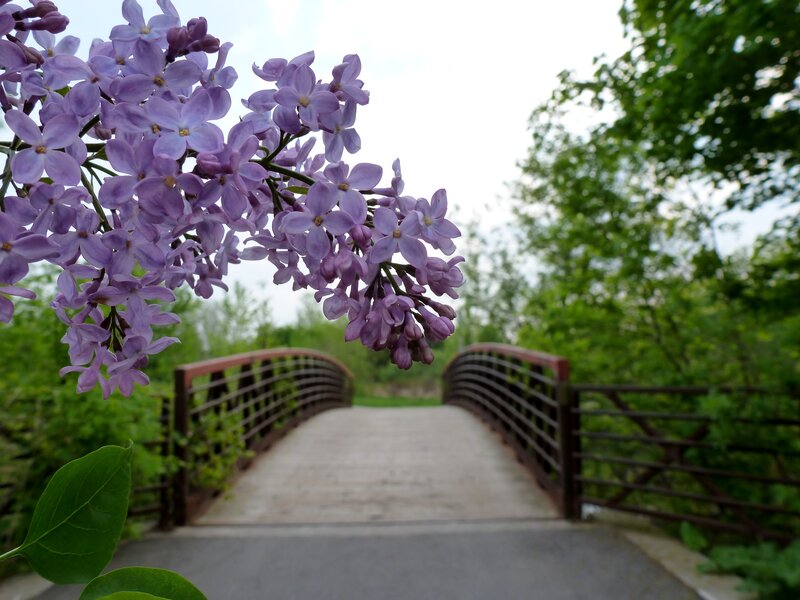 Purple Lilac Flowers — Serene, Spring, Photograph, Bridge