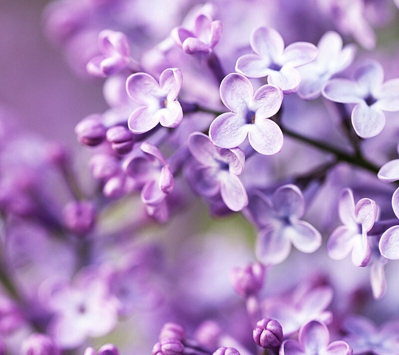 Purple Lilac Flowers — Serene, Spring, Photograph, Buds, Branches