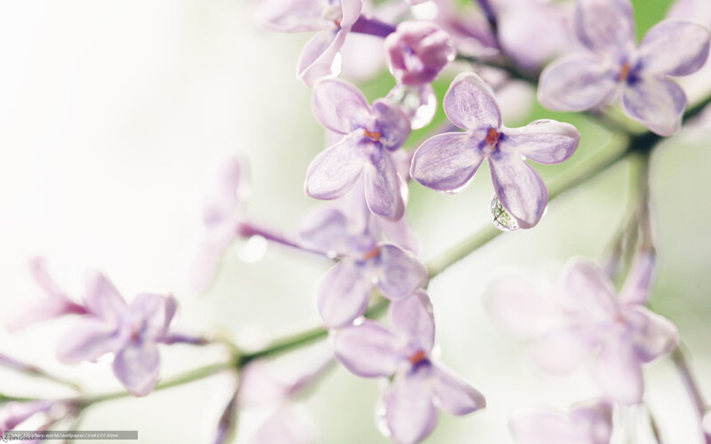 Purple Lilac Flowers — Serene, Spring, Photograph, Buds, Drops