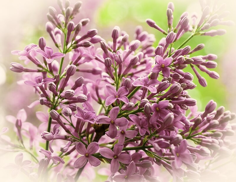 Purple Lilac Flowers — Serene, Spring, Photograph, Buds, Green Stems