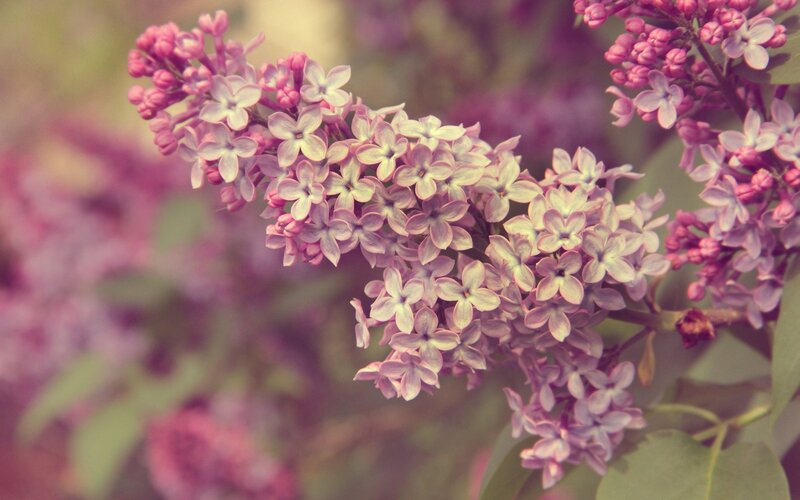 Purple Lilac Flowers — Serene, Spring, Photograph, Buds, Leaves, Pink