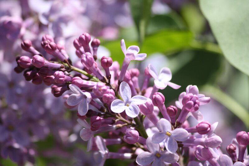 Purple Lilac Flowers — Serene, Spring, Photograph, Buds, Leaves