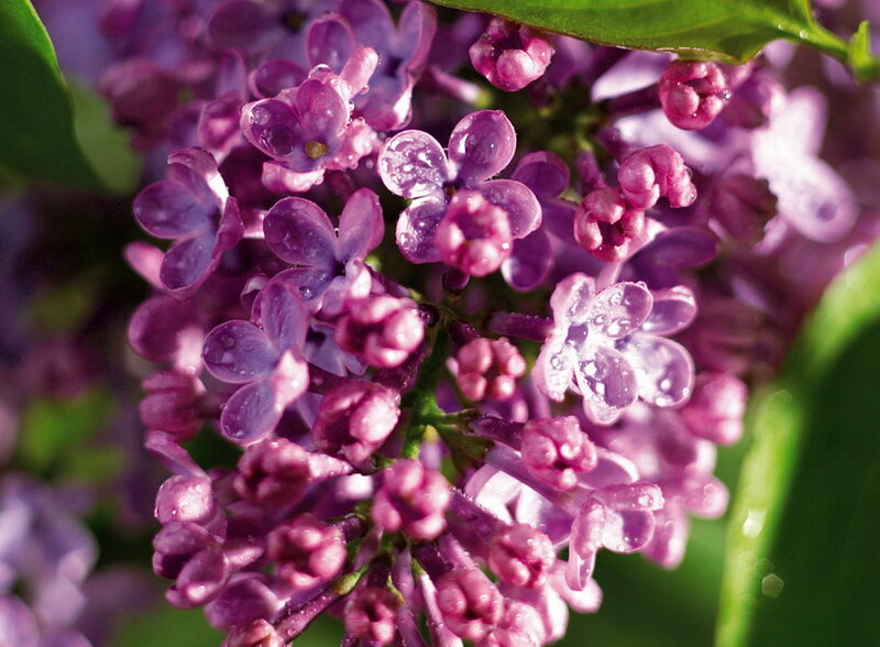 Purple Lilac Flowers — Serene, Spring, Photograph, Buds