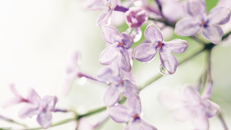Purple Lilac Flowers — Serene, Spring, Photograph, Drops, Stem