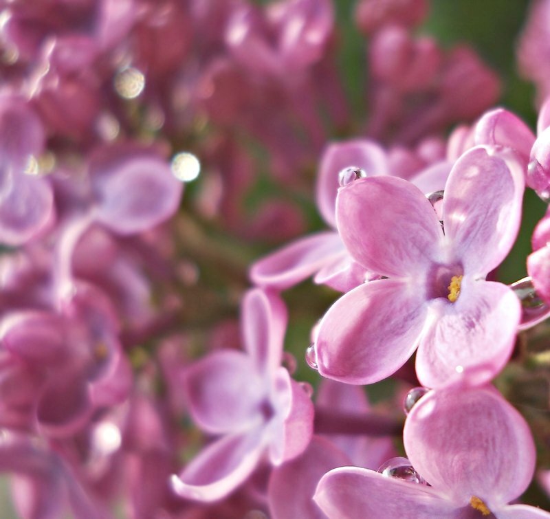 Purple Lilac Flowers — Serene, Spring, Photograph, Drops