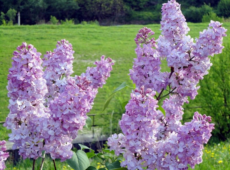 Purple Lilac Flowers — Serene, Spring, Photograph, Green Field
