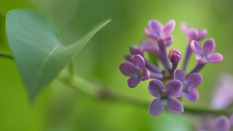 Purple Lilac Flowers — Serene, Spring, Photograph, Green Leaf, Flower Cluster