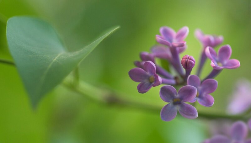Purple Lilac Flowers — Serene, Spring, Photograph, Green Leaf
