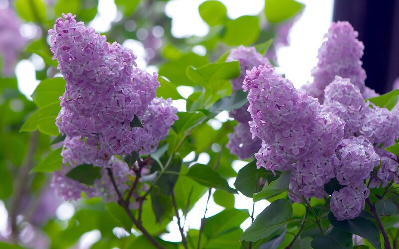 Purple Lilac Flowers — Serene, Spring, Photograph, Green Leaves, Bloom, Green, White