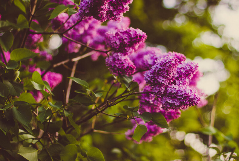 Purple Lilac Flowers — Serene, Spring, Photograph, Green Leaves, Branches