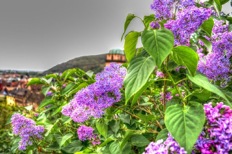Purple Lilac Flowers — Serene, Spring, Photograph, Green Leaves, Building