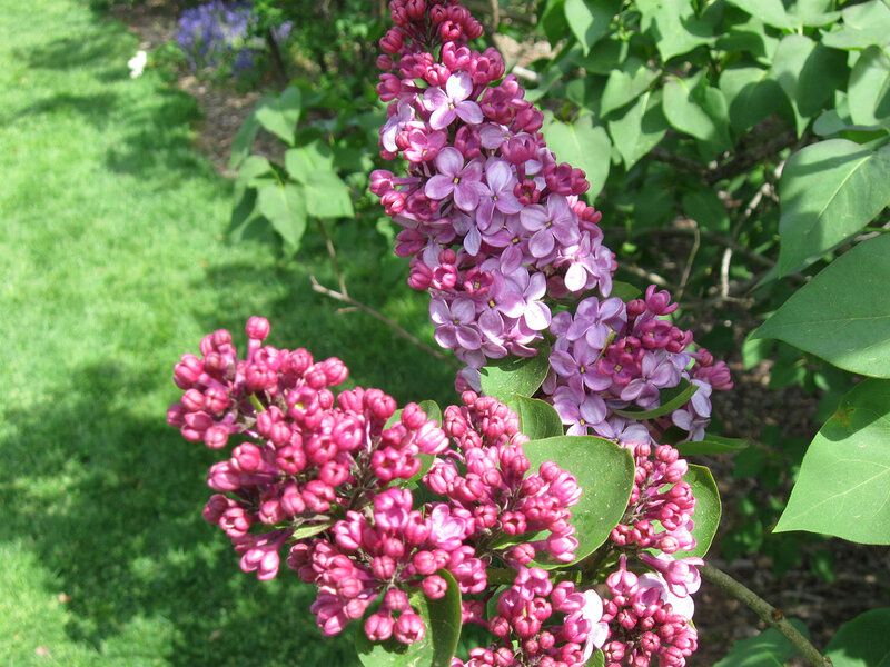 Purple Lilac Flowers — Serene, Spring, Photograph, Green Leaves, Grass