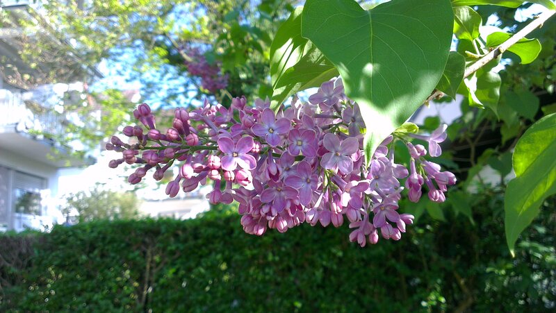 Purple Lilac Flowers — Serene, Spring, Photograph, Green Leaves, Hedge