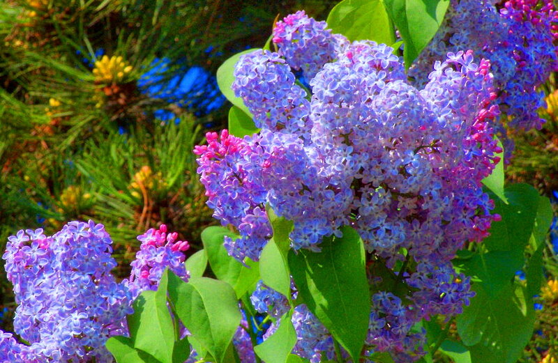 Purple Lilac Flowers — Serene, Spring, Photograph, Green Leaves, Sunlight, Pine Needles