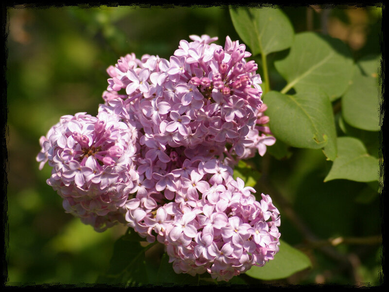 Purple Lilac Flowers — Serene, Spring, Photograph, Green Leaves
