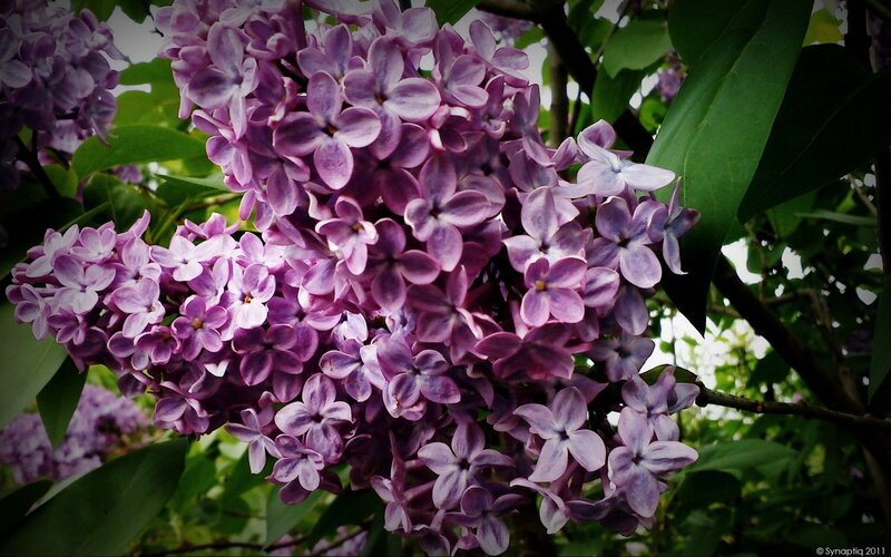 Purple Lilac Flowers — Serene, Spring, Photograph, Green Leaves, Tree Branch, Green