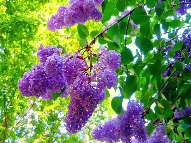 Purple Lilac Flowers — Serene, Spring, Photograph, Green Leaves, Tree Branches