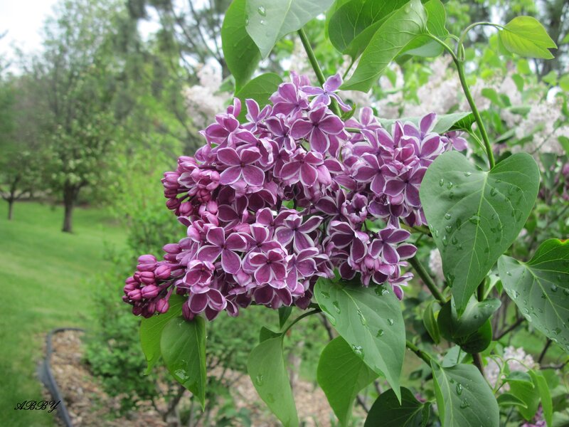Purple Lilac Flowers — Serene, Spring, Photograph, Green Leaves, Trees
