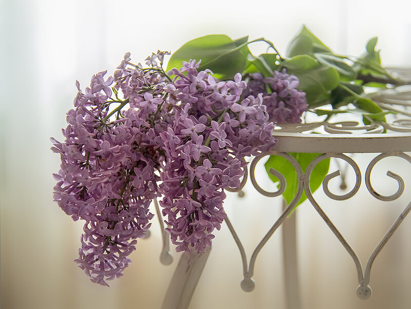 Purple Lilac Flowers — Serene, Spring, Photograph, Green Leaves, White Table