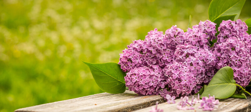 Purple Lilac Flowers — Serene, Spring, Photograph, Green Leaves, Wooden Surface